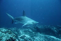 : Sphyrna lewini; Scalloped Hammerhead Shark