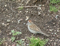 : Spizella passerina