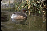 : Tachybaptus novaehollandiae; Australian Dabchick