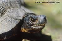 : Clemmys insculpta; Ornate Box Turtle