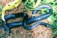 : Elaphe obsoleta; Rat Snake