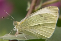 : Pieris brassicae