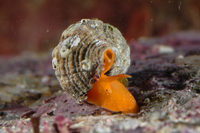 : Ocinebrina interfossa; Sculptured Rock Snail