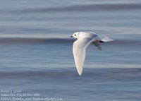 Ross's Gull, Salton Sea