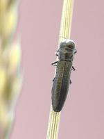 Paracylindromorphus subuliformis