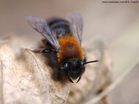 Andrena nitida