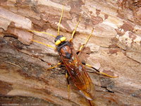 Urocerus fantoma