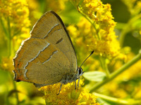 Thecla betulae - Brown Hairstreak