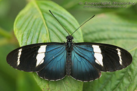 Heliconius cydno galanthus