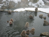 Japanese macaque (Macaca fuscata)