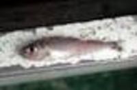 Show available picture(s) for Gadiculus argenteus thori - Silvery pout , Sølvtorsk, Silvery cod,...