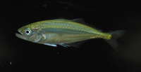 Oligoplites saurus, Leatherjack: fisheries, gamefish, bait