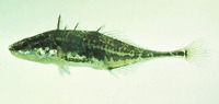 Apeltes quadracus, Fourspine stickleback: aquarium