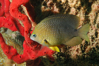 Stegastes planifrons, Threespot damselfish: aquarium
