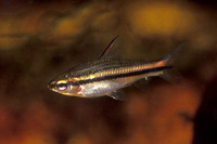 Neolebias unifasciatus, :