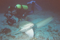 Stegostoma fasciatum, Zebra shark: fisheries, gamefish