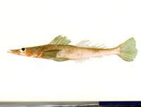 Kumococius rodericensis, Spiny flathead: fisheries