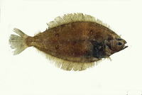 Eopsetta grigorjewi, Shotted halibut: fisheries