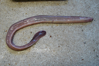Myxine capensis, Cape hagfish: