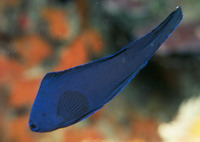 Assessor macneilli, Blue devilfish: aquarium