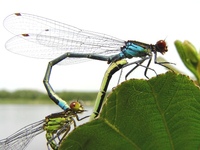 Erythromma najas - Red-eyed Damselfly