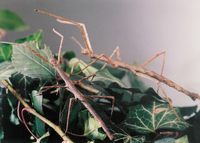 Medauroidea extradentata