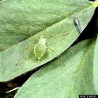 Acyrthosiphon pisum - Pea Aphid