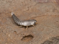 Lepisma saccharina