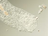 Rhipidocotyle