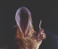 Image of: Trachops cirrhosus (fringe-lipped bat)