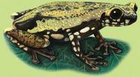 Image of: Allophryne ruthveni