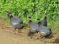 Guttera pucherani - Crested Guineafowl