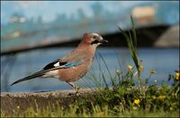 Garrulus glandarius - Jay