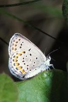 Image of: Lycaena melissa