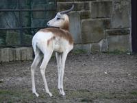 Gazella dama ruficollis - Nubian Red-necked Gazelle