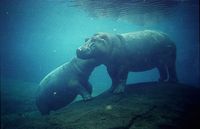 Hippopotamus amphibius - Hippopotamus