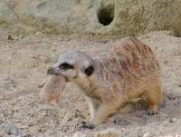 Suricata suricatta - Meerkat