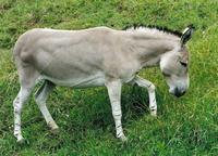 Equus africanus somaliensis