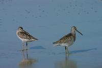 Image of: Limnodromus griseus (short-billed dowitcher)