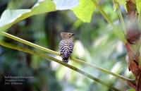 Image of: Meiglyptes tristis (buff-rumped woodpecker)