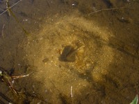 Pseudorasbora parva - Topmouth Gudgeon