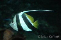 Heniochus diphreutes - Bannerfish