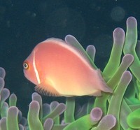 Amphiprion perideraion - False Skunk Striped Clown