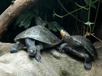 Podocnemis unifilis - Yellow-spotted Amazon Turtle