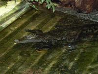 Crocodylus moreletii - Belize Crocodile