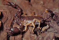 Euscorpius flavicaudis