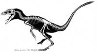 Scipionyx