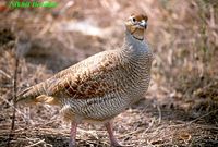 Grey Francolin - Francolinus pondicerianus