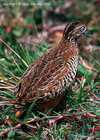 Barred Buttonquail - Turnix suscitator