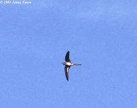 Moustached Treeswift - Hemiprocne mystacea